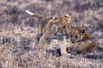 lion cub panthera leo