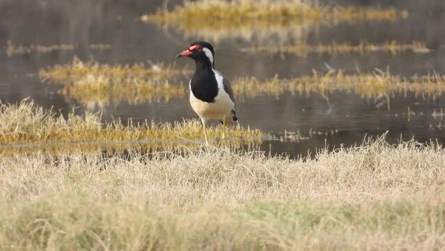 Red wattled lapwing on lake ,resting