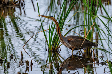 Purpurreiher (Ardea purpurea)