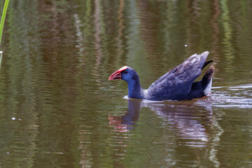 Purpurhuhn (Porphyrio porphyrio)