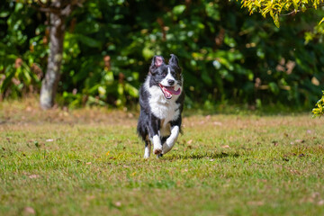 Border Collie puppy running on the grass