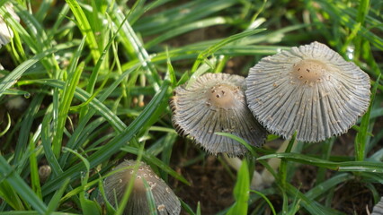 The lawn, the green grass, the leaves fluttered in the breeze, mushroom flower.