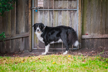 Border Collie puppy standing in the backyard