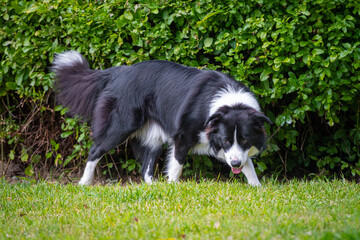 Border Collie puppy walking and sniffing the grass
