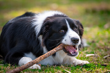 Fototapeta premium Border Collie puppy lying on the grass and chewing a stick