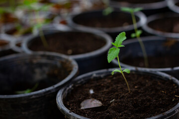  legal cannabis plants medical marijuana Outdoor plants grow with artificial and organic lighting.