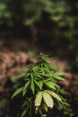  legal cannabis plants medical marijuana Outdoor plants grow with artificial and organic lighting.