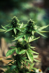 legal cannabis plants medical marijuana Outdoor plants grow with artificial and organic lighting.