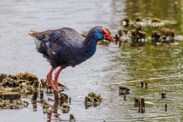 Purpurhuhn (Porphyrio porphyrio)