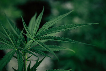  legal cannabis plants medical marijuana Outdoor plants grow with artificial and organic lighting.