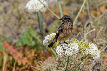 Schwarzkehlchen (Saxicola torquata), Jugendkleid, Algarve, Portugal