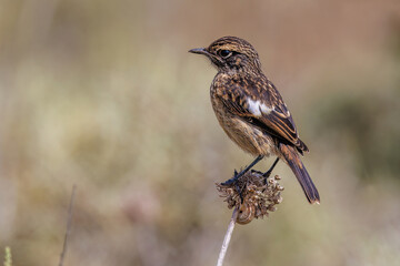 Schwarzkehlchen (Saxicola torquata), Jugendkleid, Algarve, Portugal