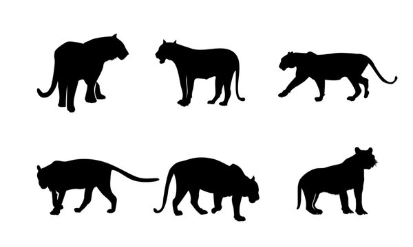 silhouette of tigers or collection of tiger vectors in silhouette style