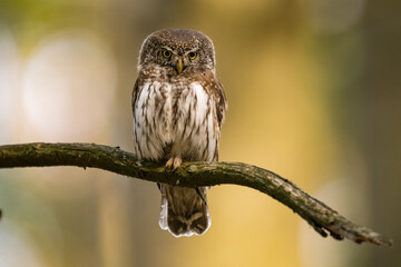 Pygmy Owl, Eurasian tiny bird in the habitat, sitting on tree branch with clear forest background. Beautiful bird in morning sunrise. Wildlife scene from wild nature.