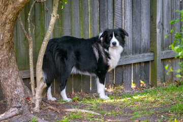 Border Collie puppy standing in the backyard
