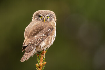 Pygmy Owl, Eurasian tiny bird in the habitat, sitting on tree branch with clear forest background. Beautiful bird in morning sunrise. Wildlife scene from wild nature.