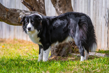 Border Collie puppy standing next to the tree