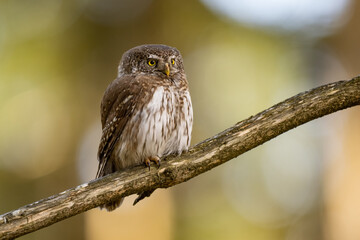 Pygmy Owl, Eurasian tiny bird in the habitat, sitting on tree branch with clear forest background. Beautiful bird in morning sunrise. Wildlife scene from wild nature.