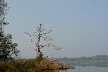 tree on the lake nathural photo