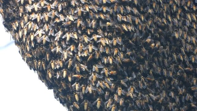 Apis dorsata bee hives , extreme close up view
