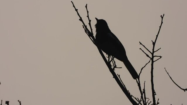 silhouette of a bird , sunrise time 