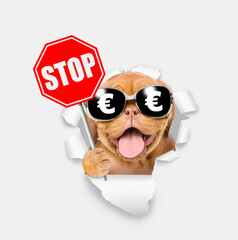 Funny dog wearing  sunglasses with euro sign holds stop sign and looks through a hole in white paper