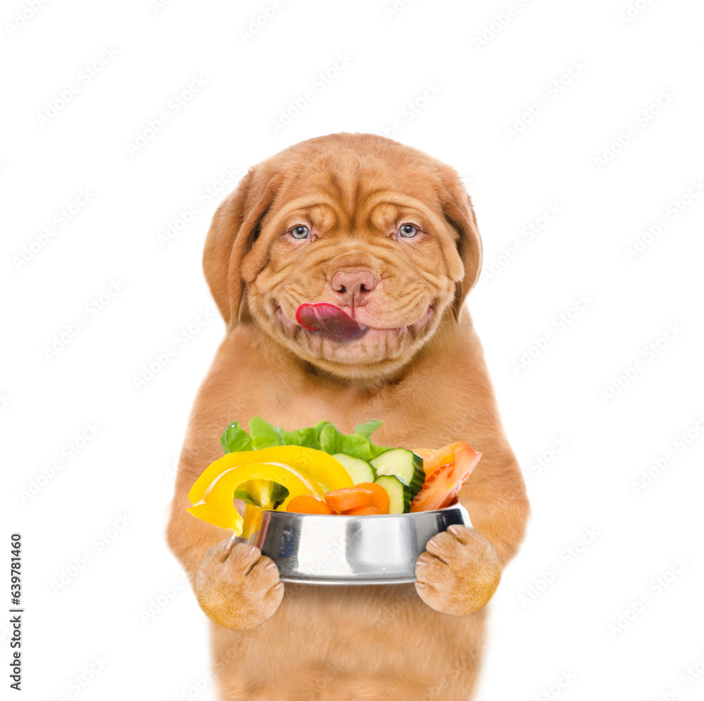 Wall mural licking lips mastiff puppy wearing chef's hat holds the bowl of vegetables. isolated on white backgr