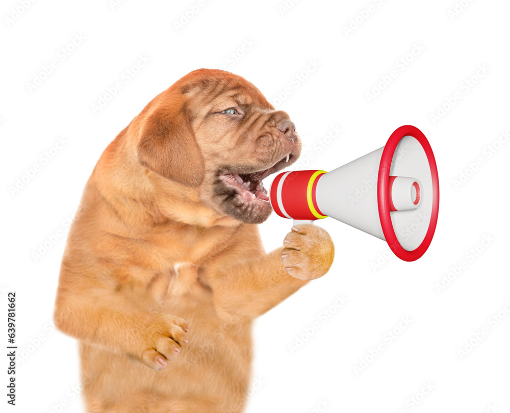 Poster mastiff puppy screaming into a megaphone and looks away on empty space. isolated on white background