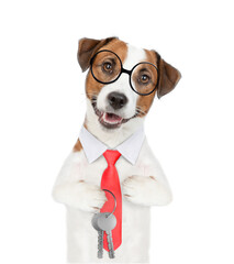 Jack russell terrier puppy wearing necktie and eyeglasses holds in his paw the keys to a new...