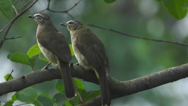 Pair of White-browed bulbul birds on tree branch

