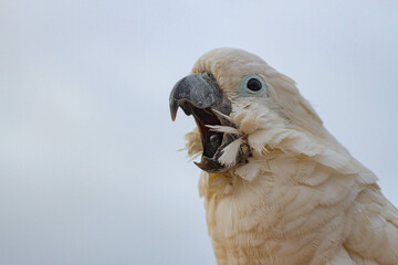 A cockatoo that perches on a tree, a free-flying bird.