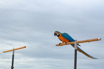 A cockatoo that perches on a tree, a free-flying bird.