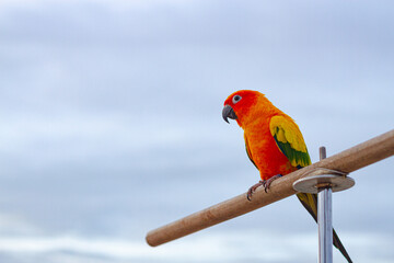 A cockatoo that perches on a tree, a free-flying bird.