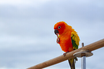 A cockatoo that perches on a tree, a free-flying bird.