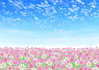 Autumn sky with scaly clouds and pink and white cosmos fields