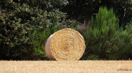 A bale of straw from cereal cultivation after harvest