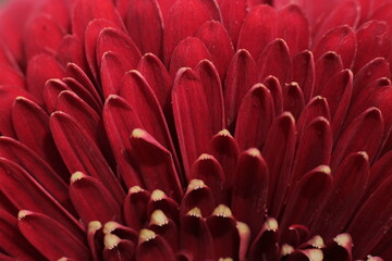 Fototapeta premium Burgundy flower leaves detail