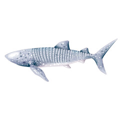 watercolor whaleshark illustration