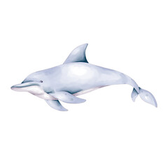 watercolor dolphin illustration