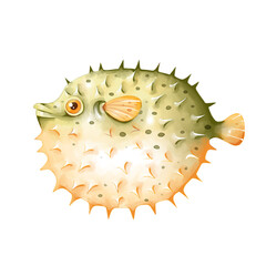 watercolor puffer fish illustration © Atamun