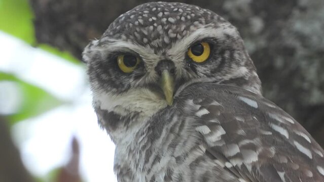 spotted owl bird watching straight, extreme close up