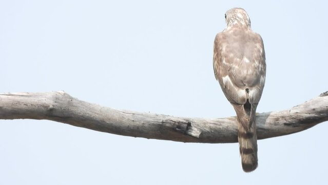 Shikra Bird Perched on dry tree branch