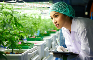 female scientist looking and checking hemp or cannabis plants in the greenhouse