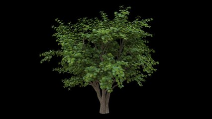 Breezy nut tree with green spring leaves and light bark fully isolated with alpha channel