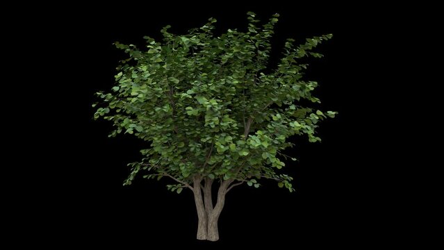 Breezy nut tree with green leaves and light bark fully isolated with alpha channel
