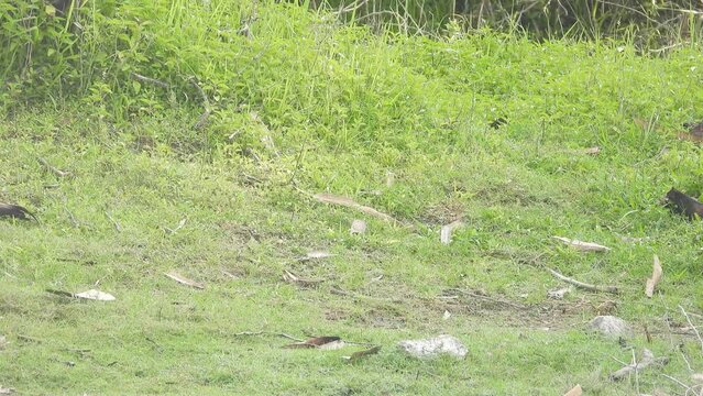 Peacock Bird Fly Away with feathers sound