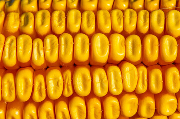 Macro fotografía de una mazorca de maíz iluminada por el sol.