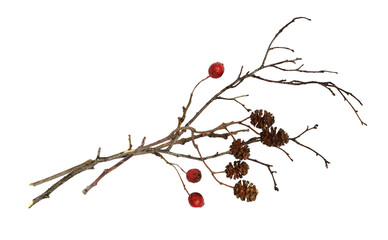 Dry twigs with alder cones and red berries isolated on white or transparent background