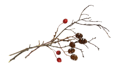 Dry twigs with alder cones and red berries isolated on white or transparent background