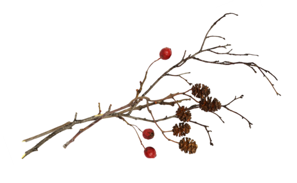 Dry twigs with alder cones and red berries isolated on white or transparent background